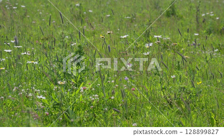 A Vibrant Wildflower Meadow in Full Bloom that Showcases Natures Brilliant Beauty A Vibrant Wildflower Meadow in Full Bloom that Showcases Natures Brilliant Beauty 128899827