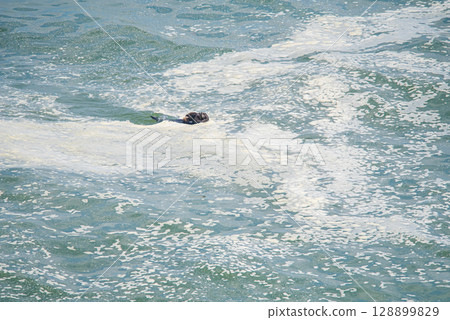 一隻海獺媽媽和它的小寶寶被泡沫般的海浪拋來拋去 128899829