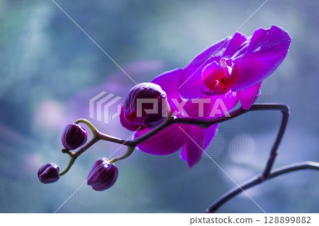 Maroon orchid branch on a beautiful background 128899882