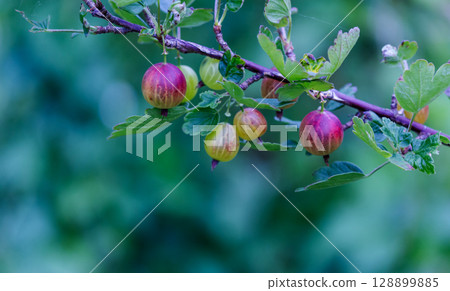 Red gooseberry berries grow on branch in garden, sunny summer background, banner 128899885