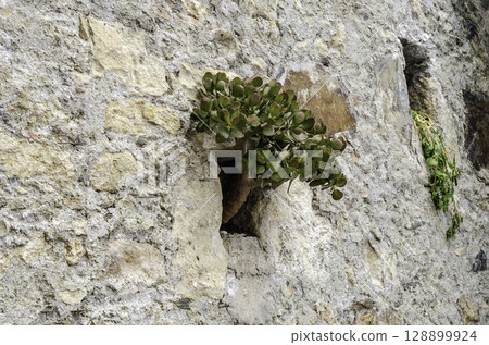 Wild plant growing on a stone wall Wild plant growing on a stone wall 128899924