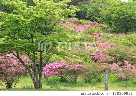 Azaleas in full bloom in the park 128899951