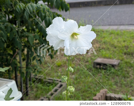 White hollyhock flowers blooming in a garden in early summer White hollyhock flowers blooming in a garden in early summer 128900076