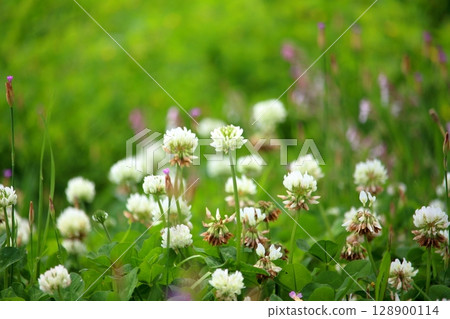 白三葉草生長 白三葉草生長 128900114