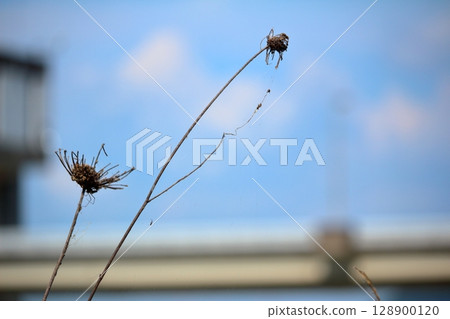 枯萎的植物 枯萎的植物 128900120
