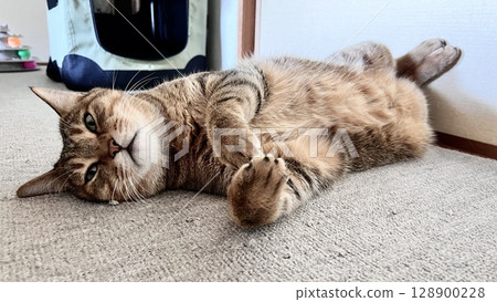 [Rescue cat] A 5-year-old brown tabby cat lying on the carpet in a Japanese-style room and making cute gestures 128900228