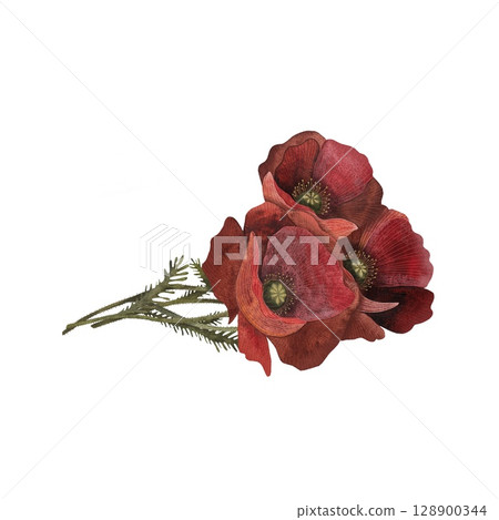 Watercolor bouquet of several red poppy flowers with leaves, lying horizontally, on a white background. Delicate and vibrant, perfect for floral arrangements, summer designs, and remembrance themes Watercolor bouquet of several red poppy flowers with leaves, lying horizontally, on a white background. Delicate and vibrant, perfect for floral arrangements, summer designs, and remembrance themes 128900344