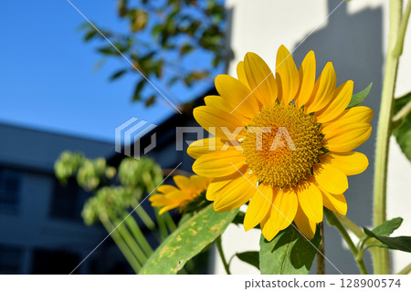 Sun Flower  128900574