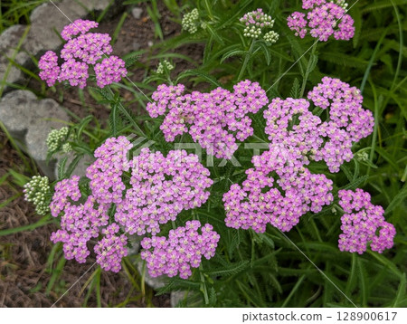 Pink yarrow flowers blooming in early summer garden Pink yarrow flowers blooming in early summer garden 128900617