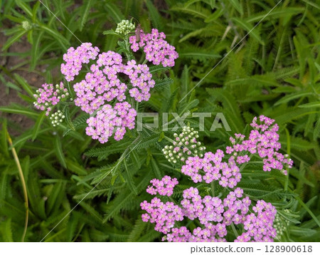 Pink yarrow flowers blooming in early summer garden Pink yarrow flowers blooming in early summer garden 128900618
