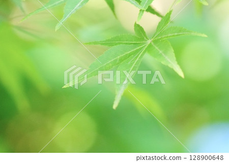 清新新綠:楓葉 清新新綠:楓葉 128900648