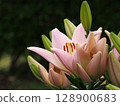 easter lily 128900683