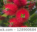 Red flower of Brassica nuci 128900684