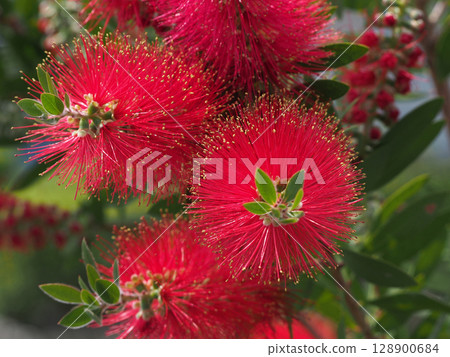 Red flower of Brassica nuci 128900684