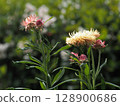 Straw chrysanthemum 128900686