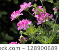 Rose geranium on a black background 128900689