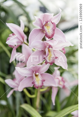 Beautiful pink phalaenopsis orchids Beautiful pink phalaenopsis orchids 128900969