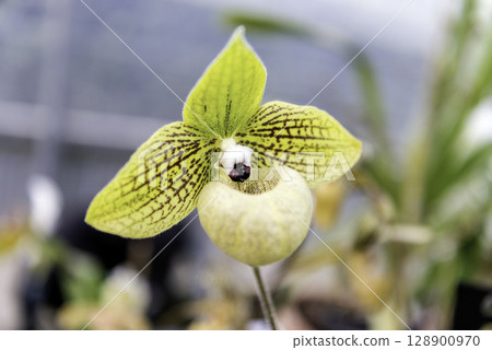 Beautiful yellow phalaenopsis orchid 128900970