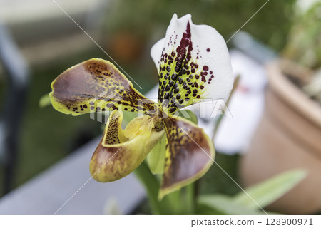 Beautiful hybrid phalaenopsis orchid Beautiful hybrid phalaenopsis orchid 128900971