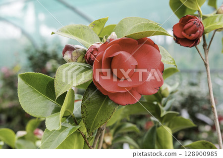 Beautiful red camellia flowers inside a greenhouse 128900985