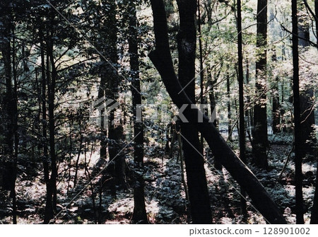 Trees in the forest Trees in the forest 128901002