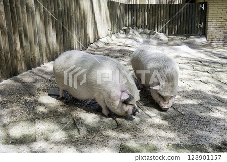 Farm pigs 128901157