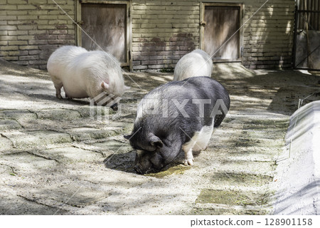 Farm pigs 128901158