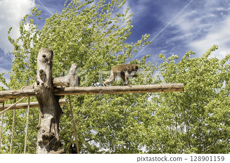 Lonely baboon walking on a trunk at the zoo 128901159