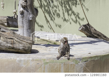 Lonely baboon at the zoo Lonely baboon at the zoo 128901160