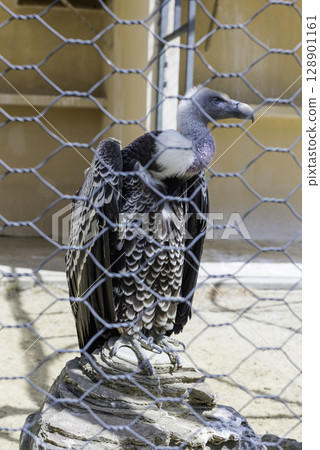Vulture behind a wire mesh at the zoo 128901161