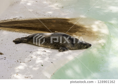 Brown fur seal sleeping at the zoo 128901162