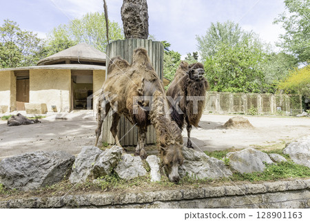 Camels looking for food at the zoo 128901163