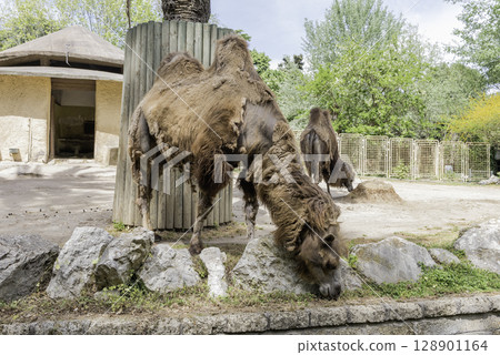 Camels looking for food at the zoo Camels looking for food at the zoo 128901164