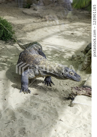 Komodo Dragon, the largest lizard in the world 128901165