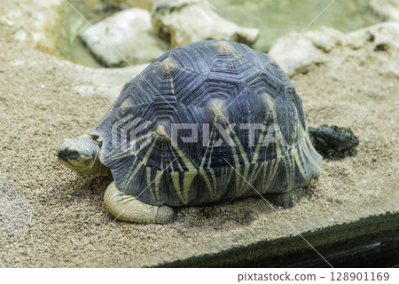 The radiated tortoise, endemic turtle from south of Madagascar The radiated tortoise, endemic turtle from south of Madagascar 128901169