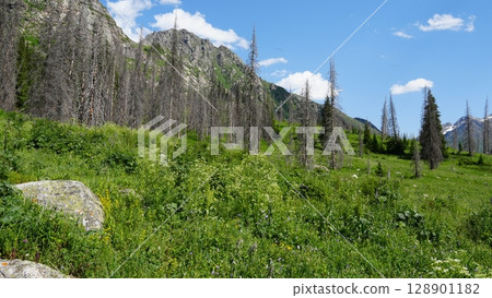 Lush meadow flourishing amidst dead trees in mountain valley Lush meadow flourishing amidst dead trees in mountain valley 128901182