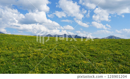 Green meadow with yellow flowers blooming near mountains under cloudy sky 128901204