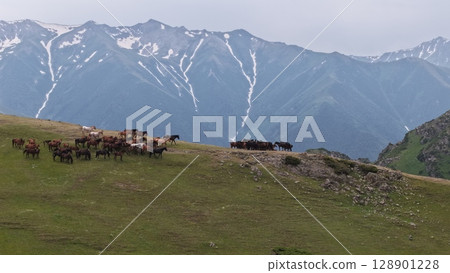 Horses grazing on green meadow with snowy mountain peaks in background 128901228
