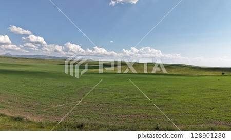 Green wheat field growing under cloudy sky in spring 128901280
