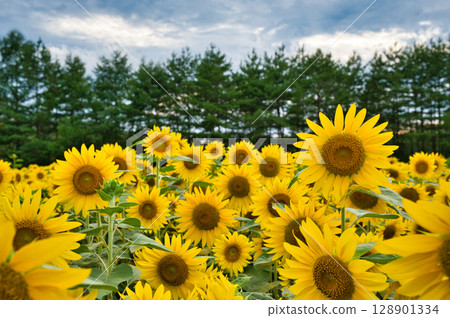 夏天的向日葵田 夏天的向日葵田 128901334