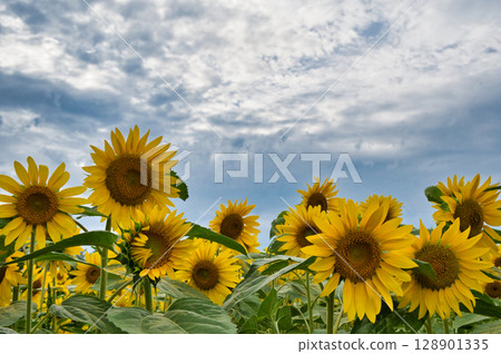 夏天的向日葵田 夏天的向日葵田 128901335