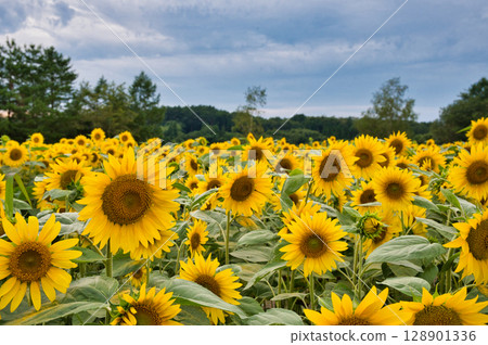 夏天的向日葵田 128901336
