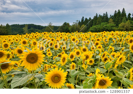 夏天的向日葵田 128901337