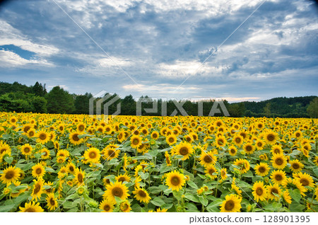 sunflower field in summer sunflower field in summer 128901395