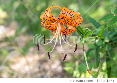 Tiger lilies blooming on the banks of the Yodo River Tiger lilies blooming on the banks of the Yodo River 128901873