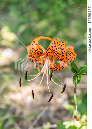 Tiger lilies blooming on the banks of the Yodo River Tiger lilies blooming on the banks of the Yodo River 128901874