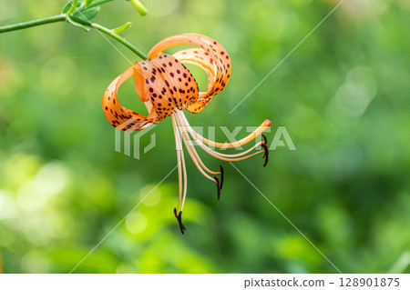 淀川河畔盛開的虎皮百合 128901875