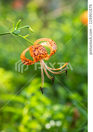 Tiger lilies blooming on the banks of the Yodo River 128901876