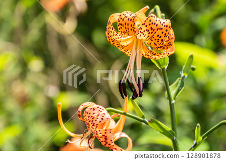 淀川河畔盛開的虎皮百合 128901878