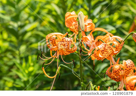 Tiger lilies blooming on the banks of the Yodo River 128901879
